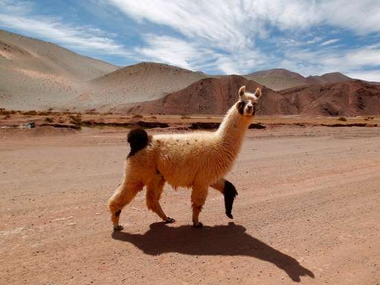 Alasan Ijin Nggak Masuk Akal